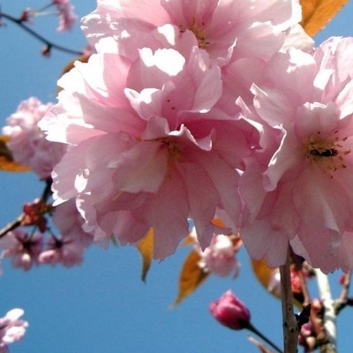 Picture of Prunus Kanzan