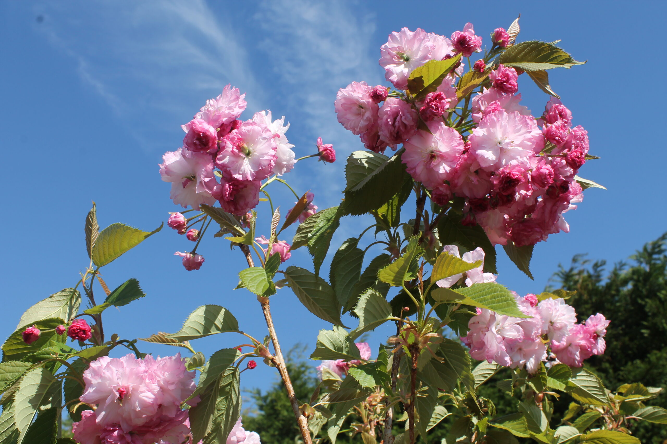Picture of Prunus Pink Perfection