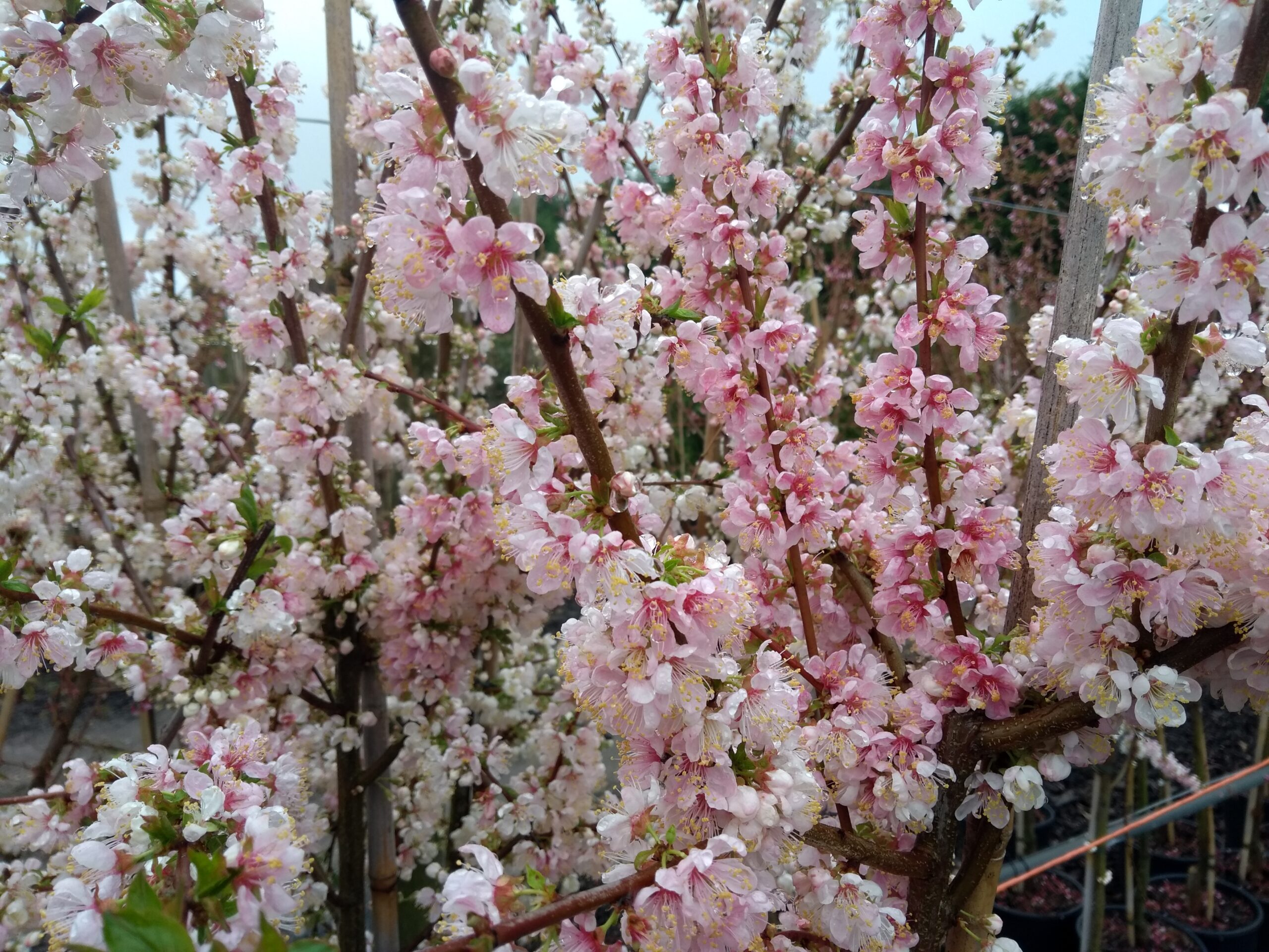 Picture of Prunus cerasifera Princess