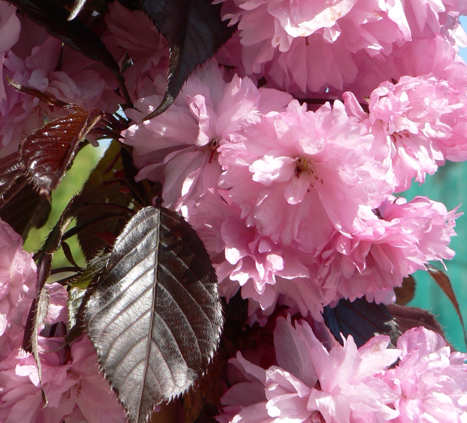 Picture of Prunus Royal Burgundy
