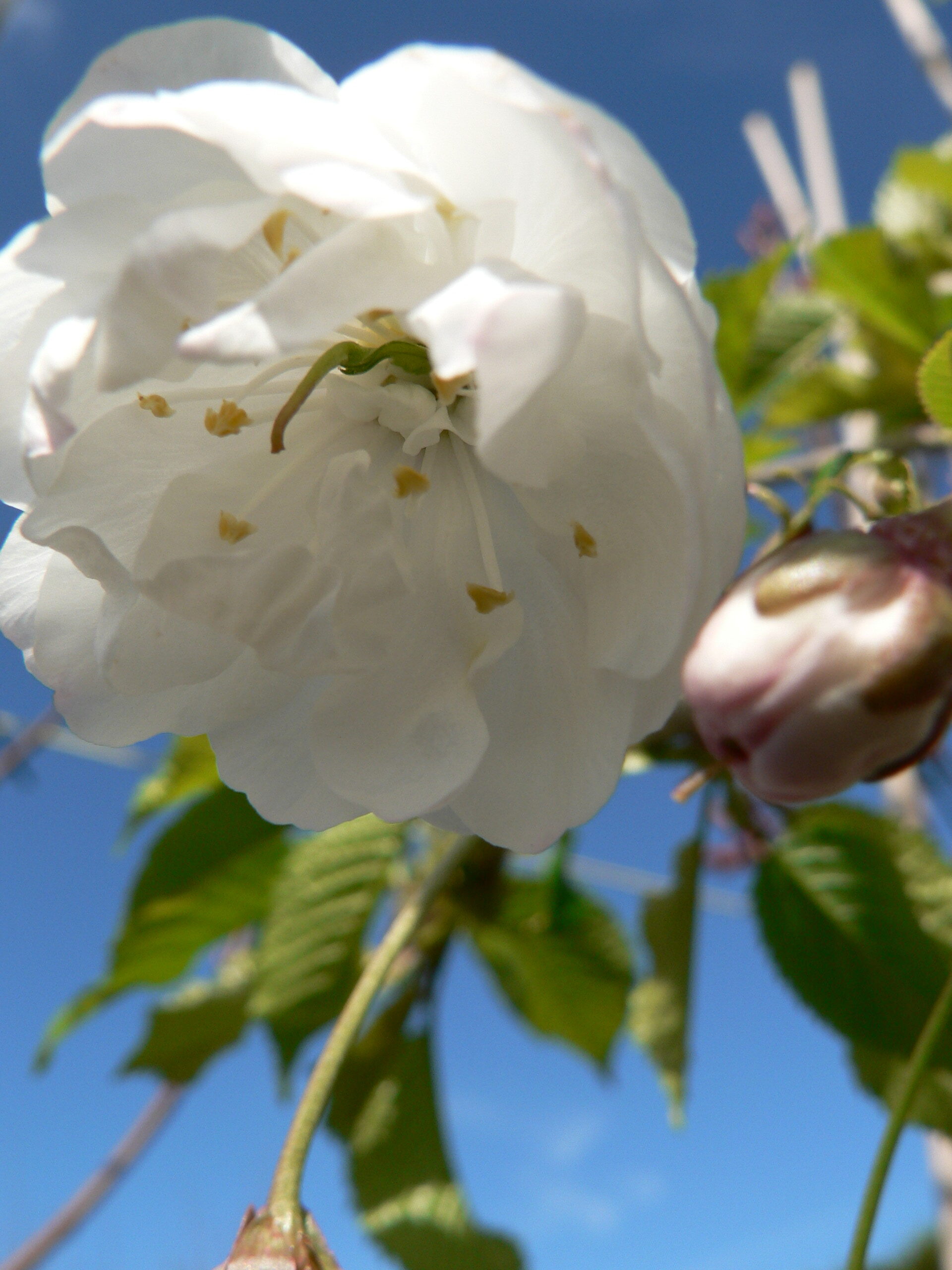 Picture of Prunus avium Plena