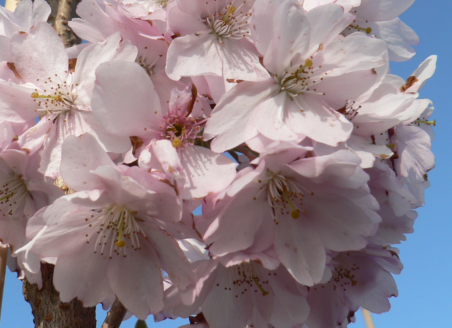 Picture of Prunus Pandora
