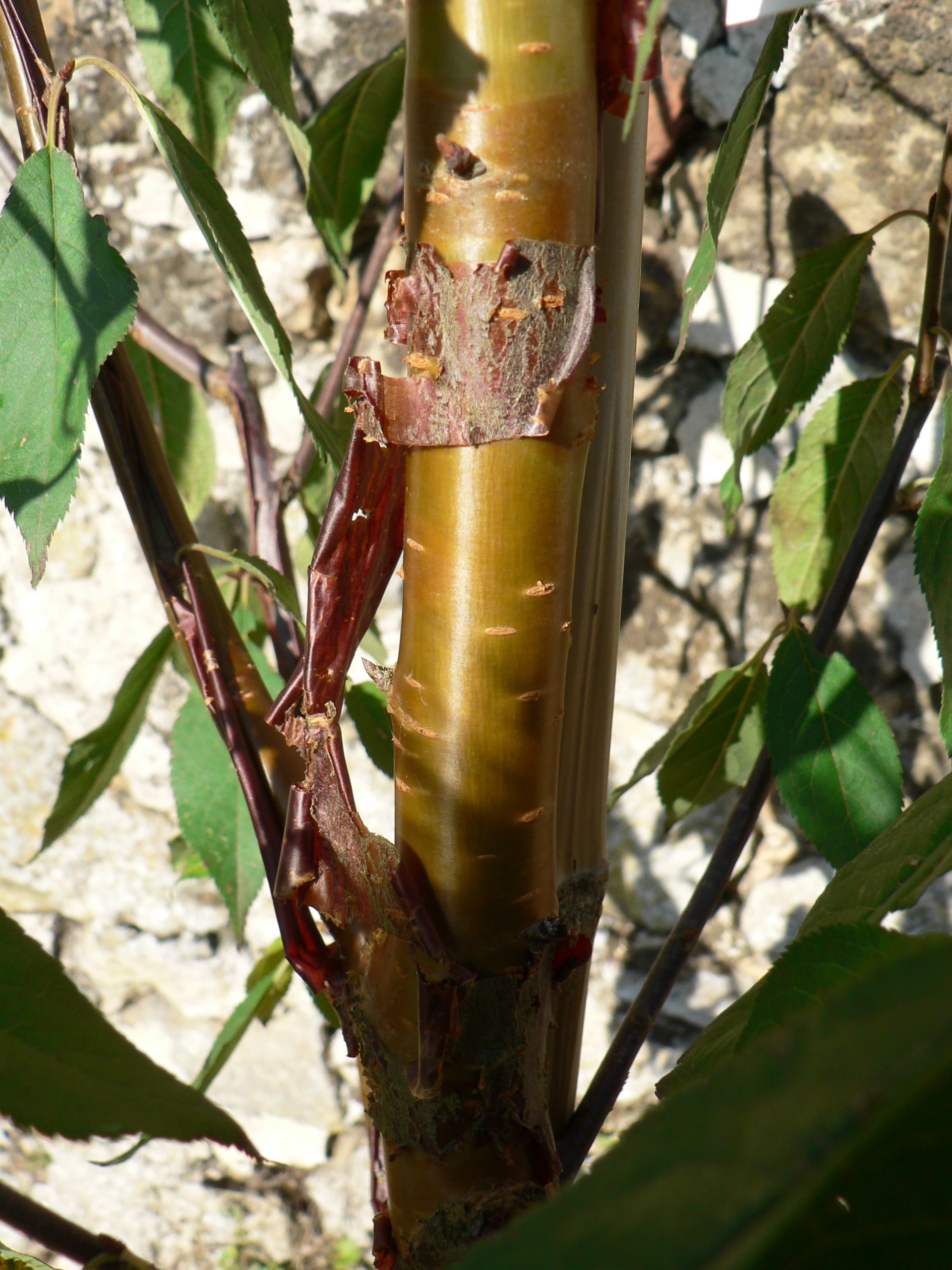 Picture of Prunus Serrula