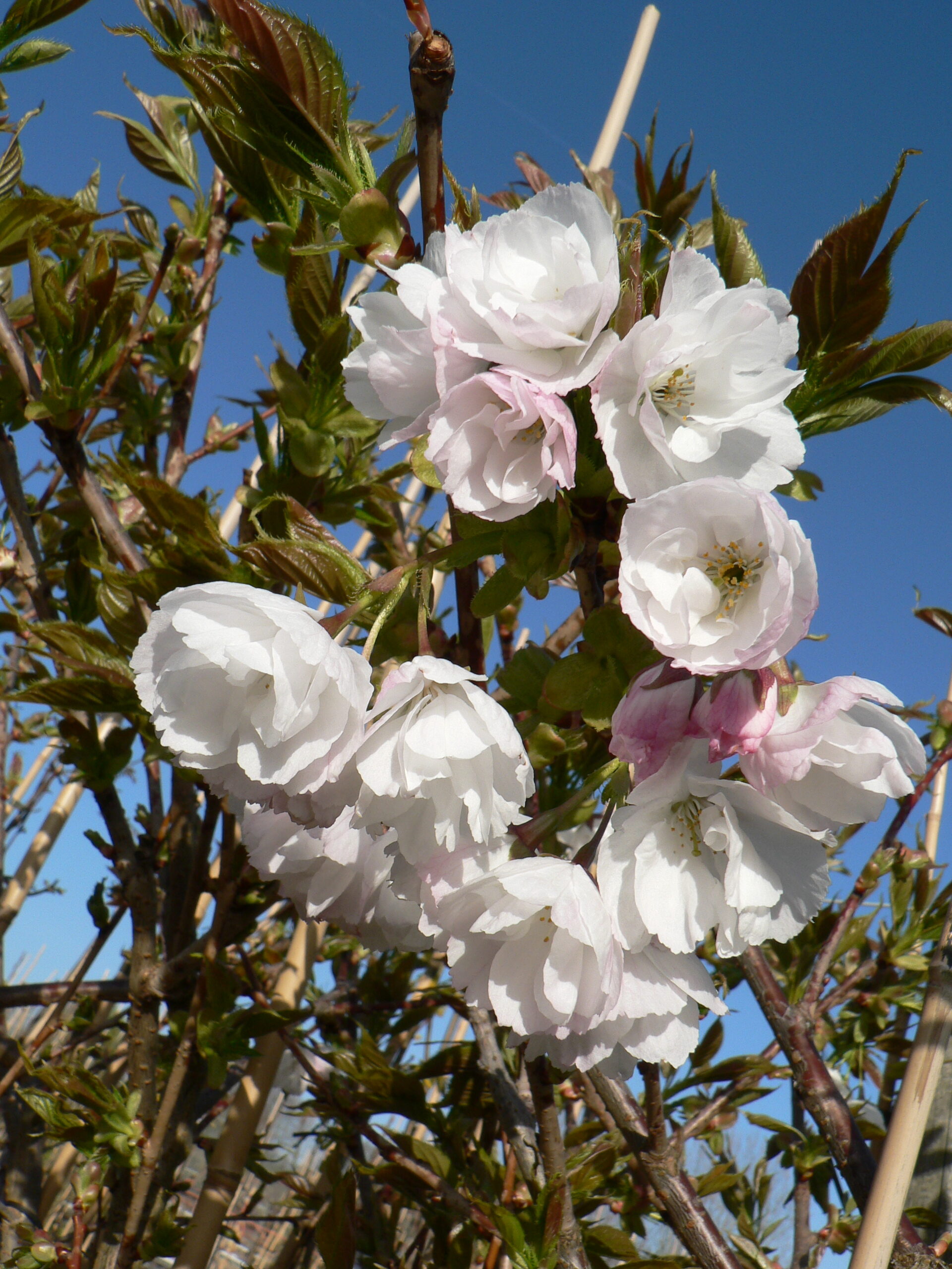 Picture of Prunus Shirotae