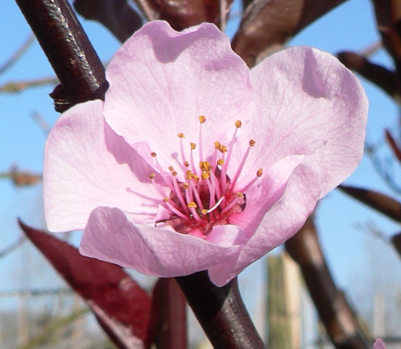 Picture of Prunus cerasifera Spring Glow