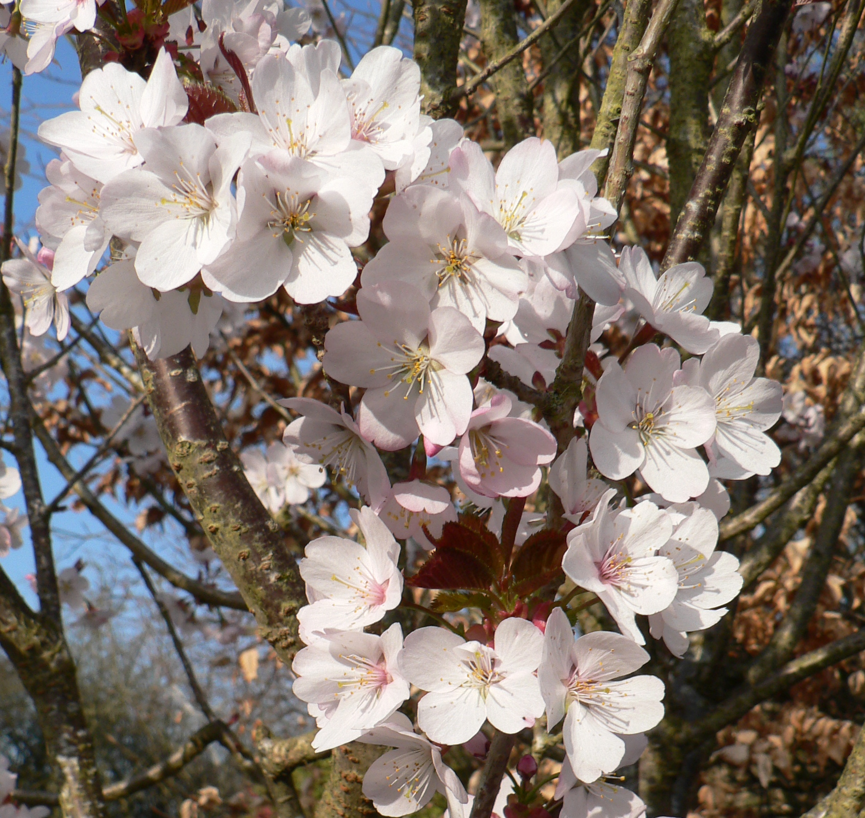 Picture of Prunus x hillieri Spire
