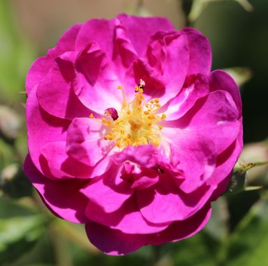 Picture of Climbing Rose Purple Skyliner