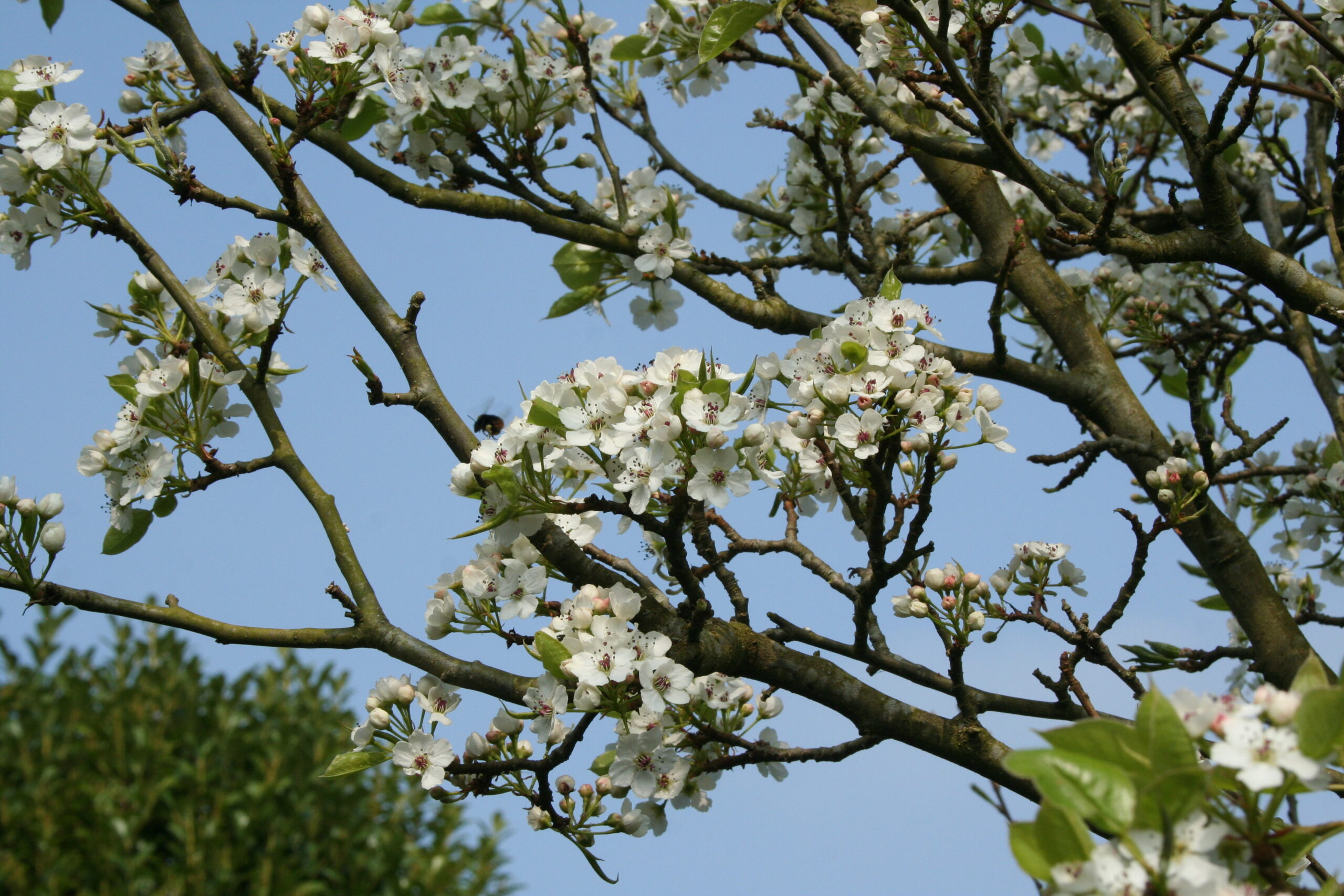 Picture of Pyrus calleryana Chanticleer