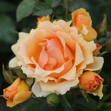 Picture of Std Rose Queen Bee
