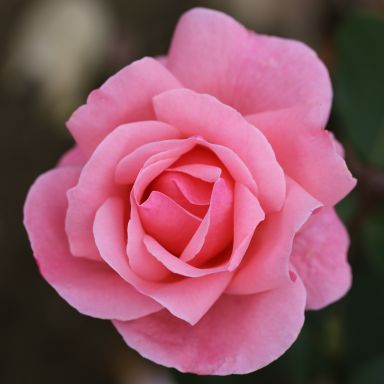 Picture of Bush Rose Queen Elizabeth