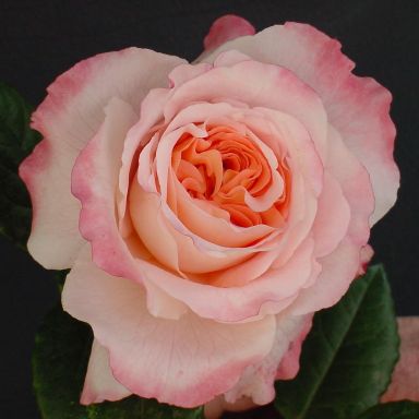 Picture of Bush Rose Rachel