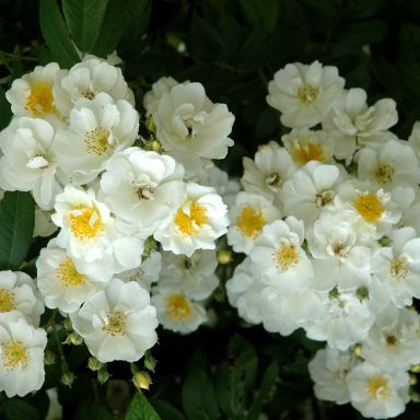 Picture of Climbing Rose Rambling Rector