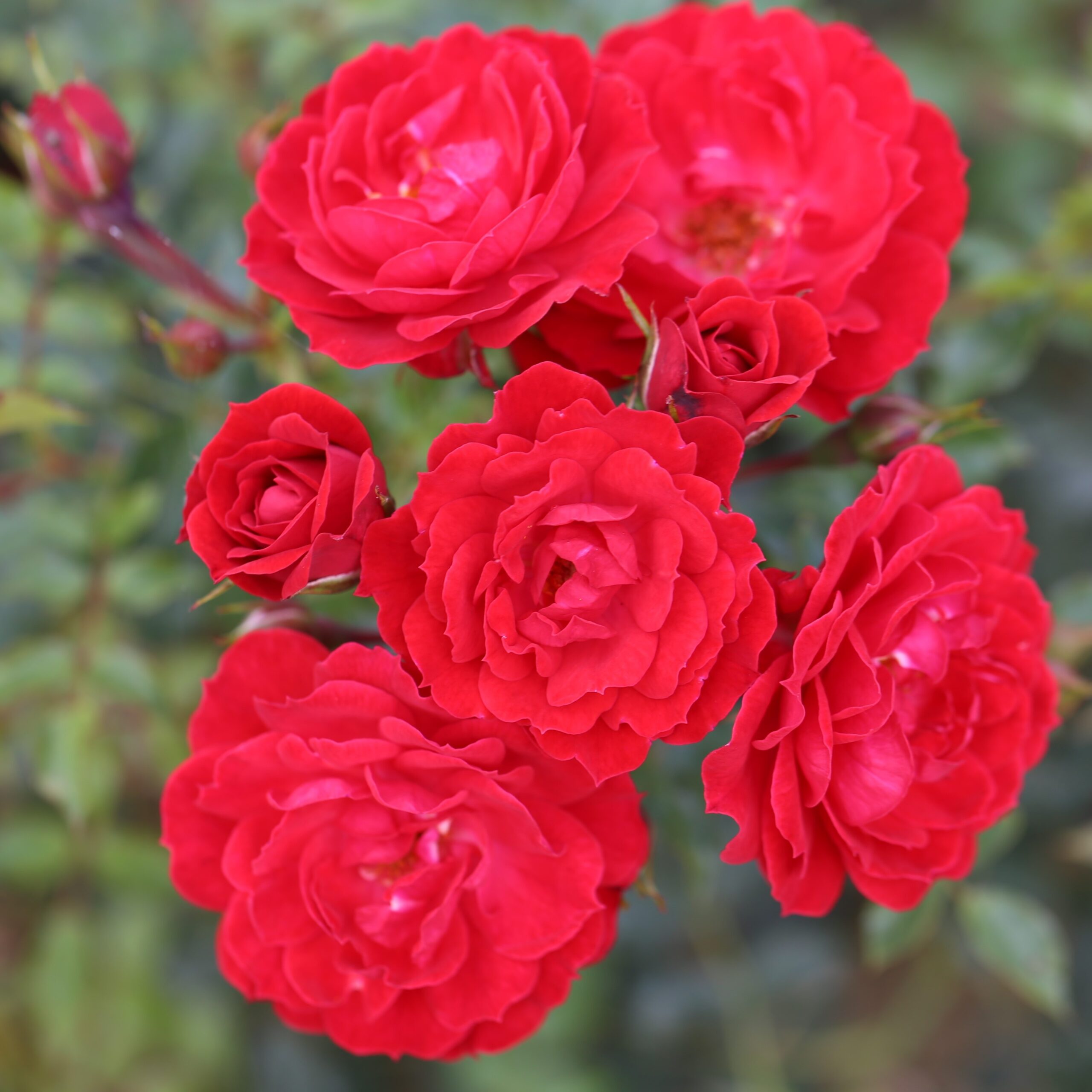 Picture of Patio Rose Raspberry Royale