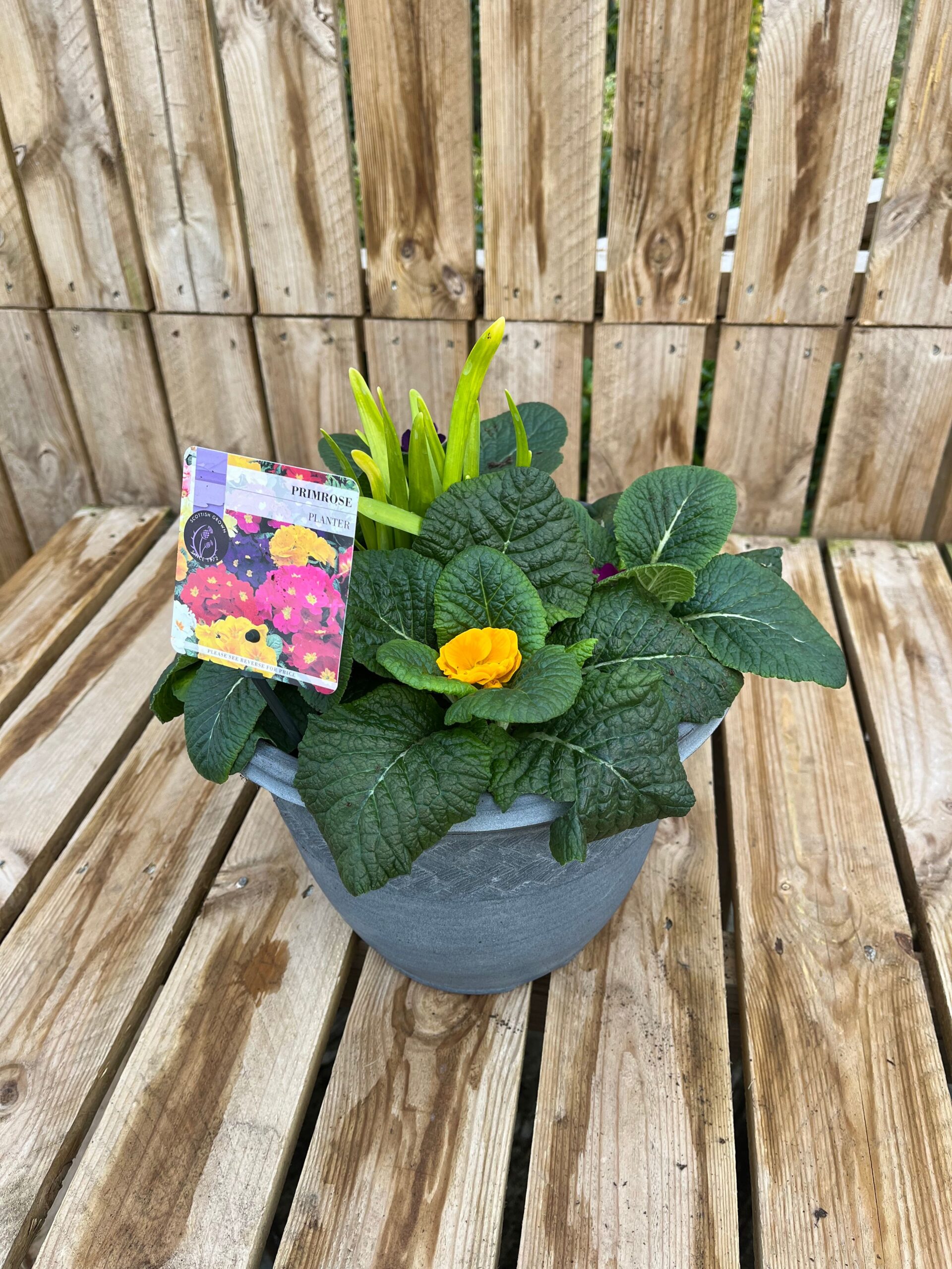 Picture of Primrose Planter Rattan
