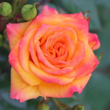 Picture of Climbing Rose Redova