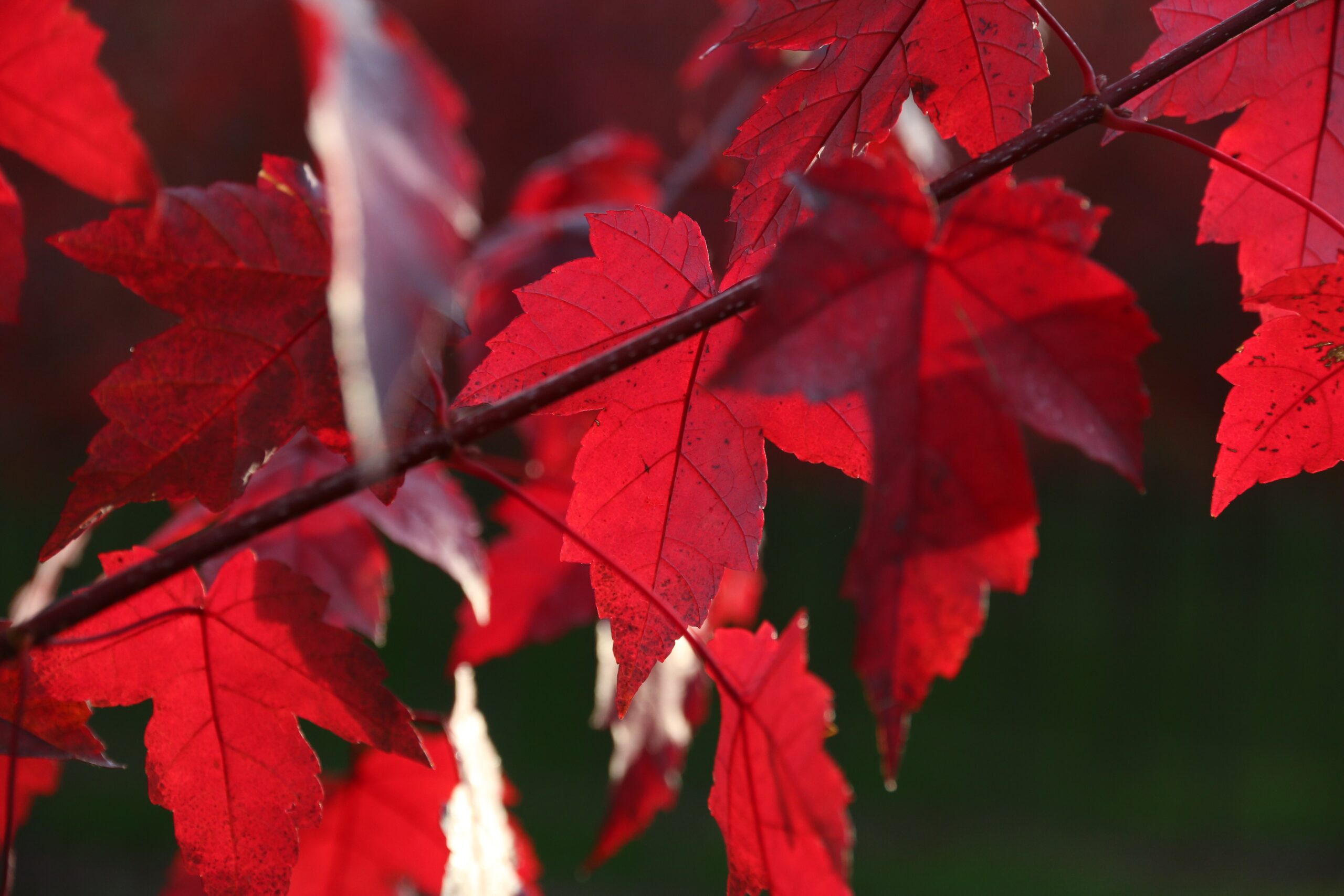 Picture of Acer rubrum Redpointe