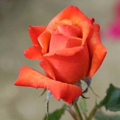 Picture of Bush Rose Remember Me