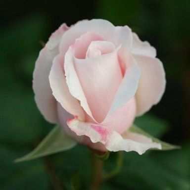 Picture of Bush Rose Remember
