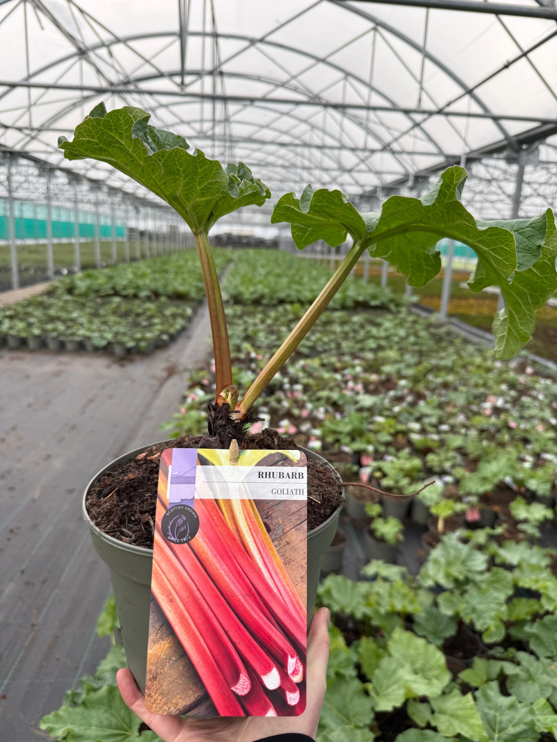 Picture of Rhubarb Goliath