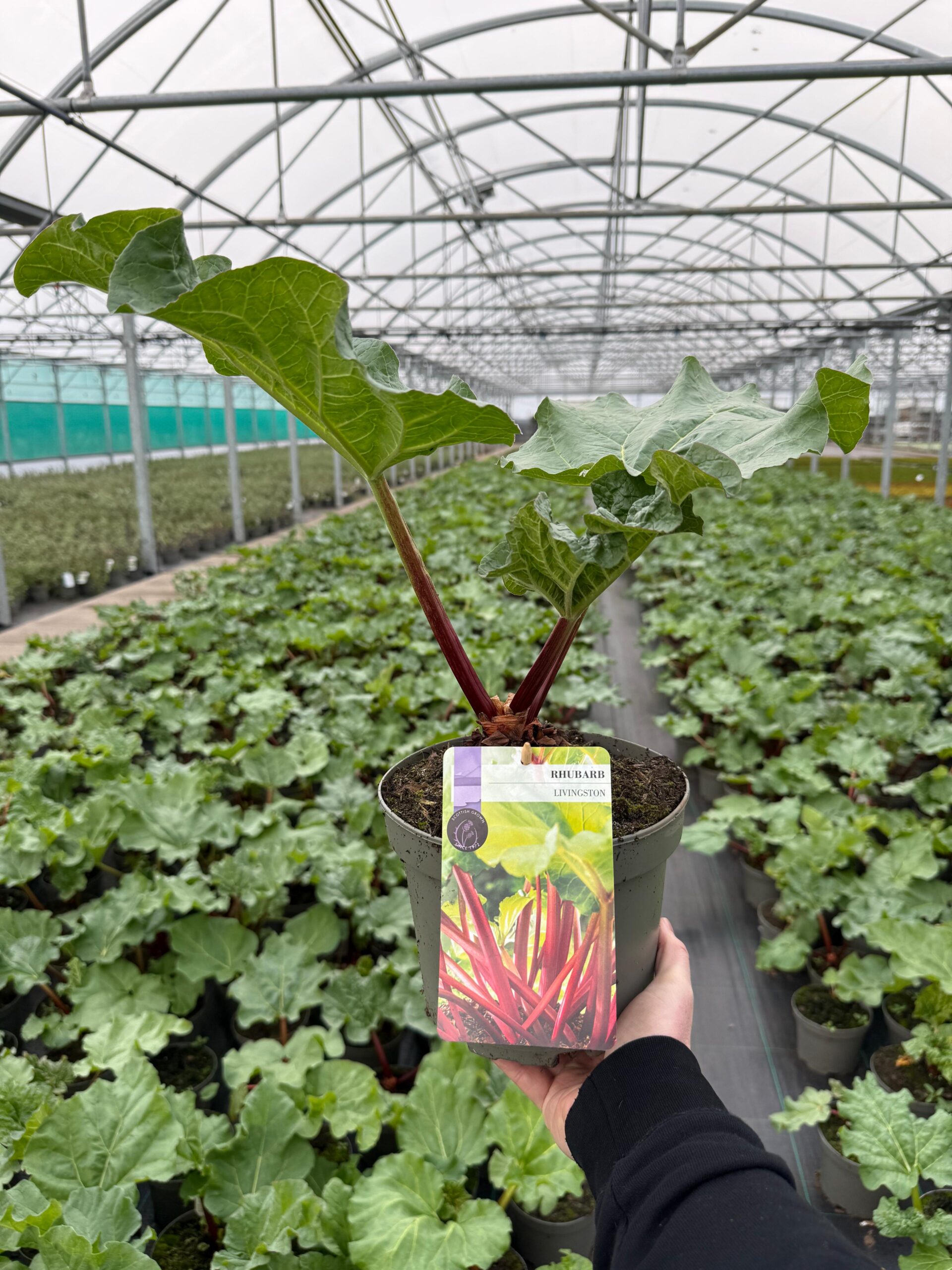 Picture of Rhubarb Livingston