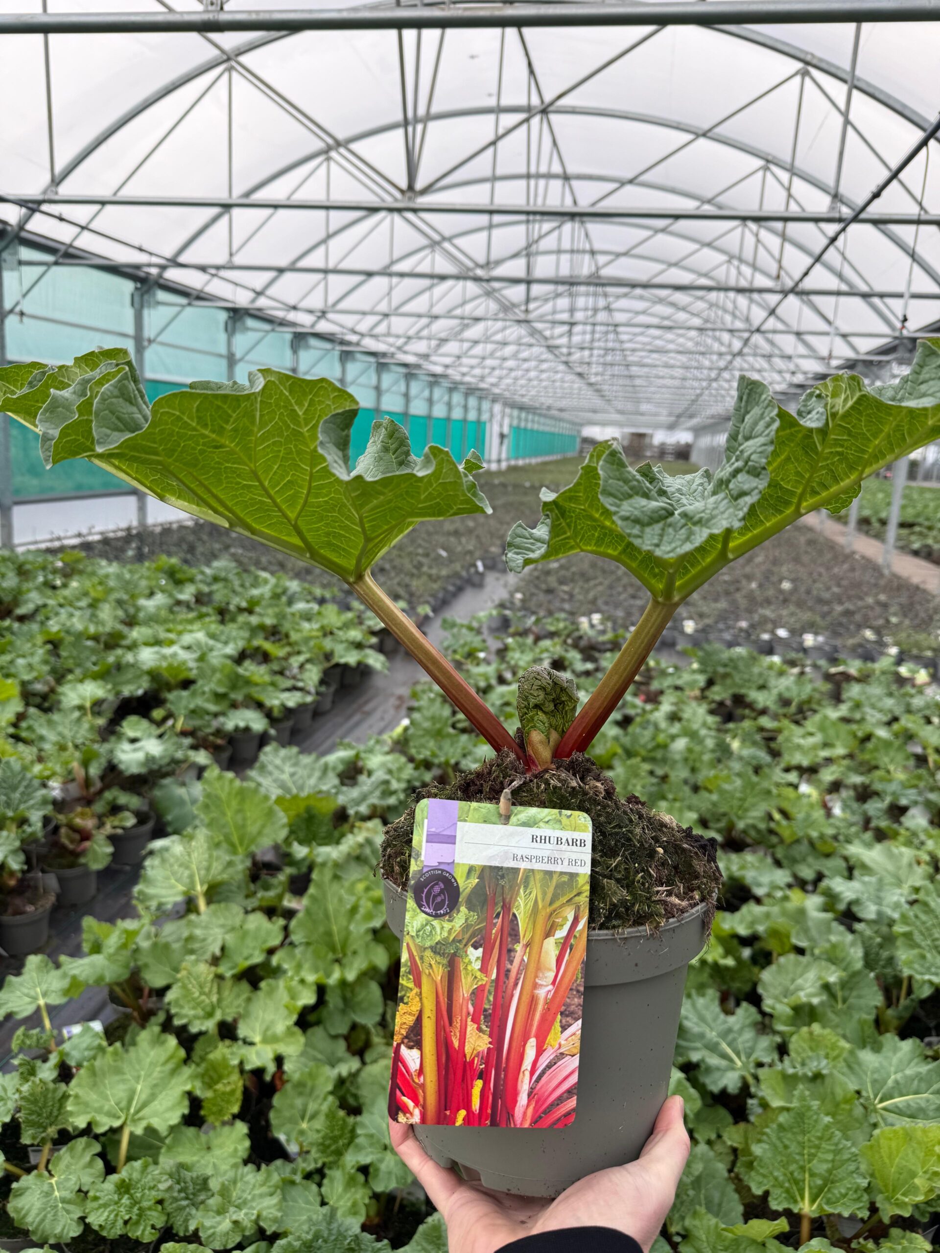 Picture of Rhubarb Raspberry Red