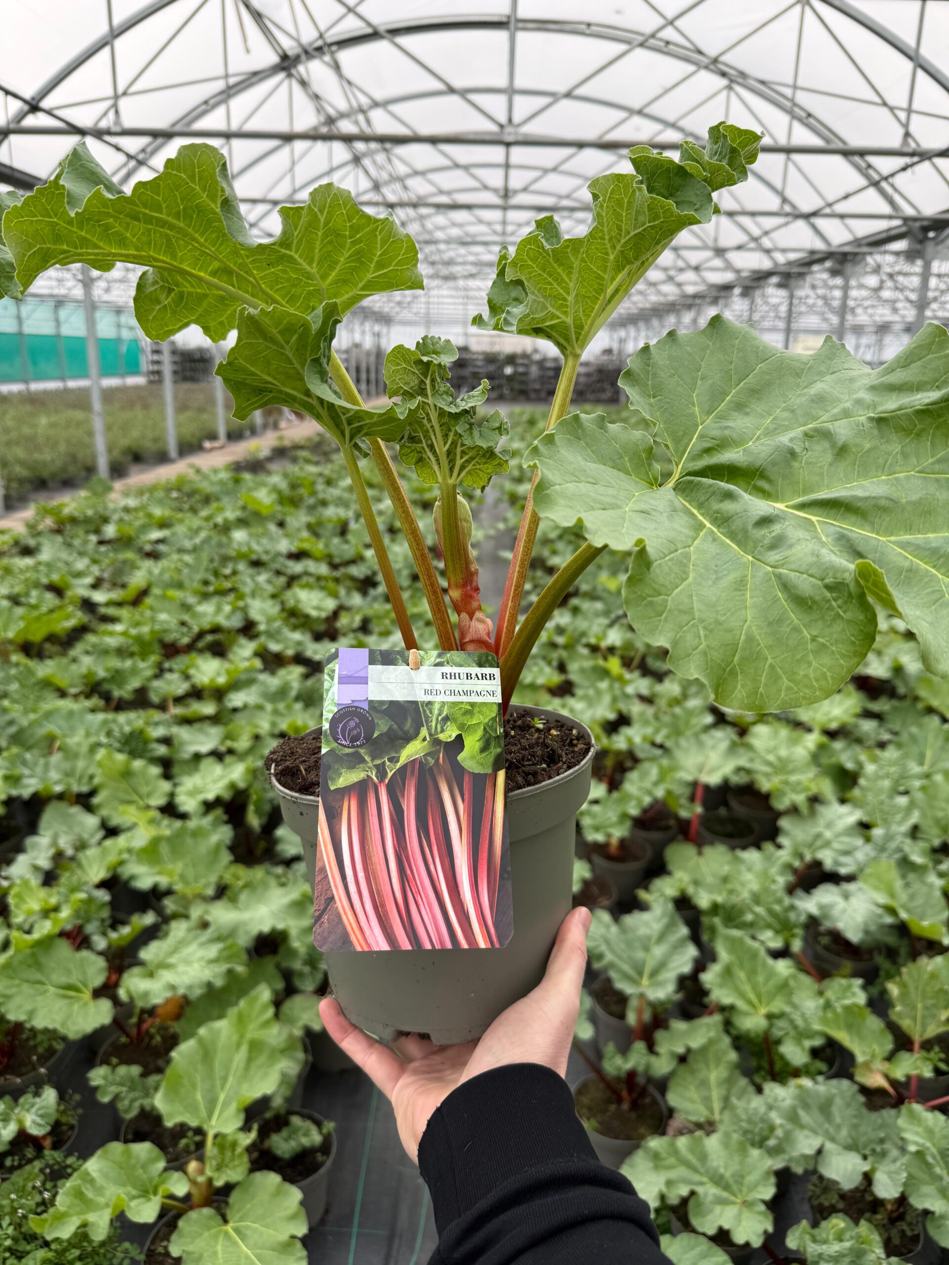 Picture of Rhubarb Red Champagne