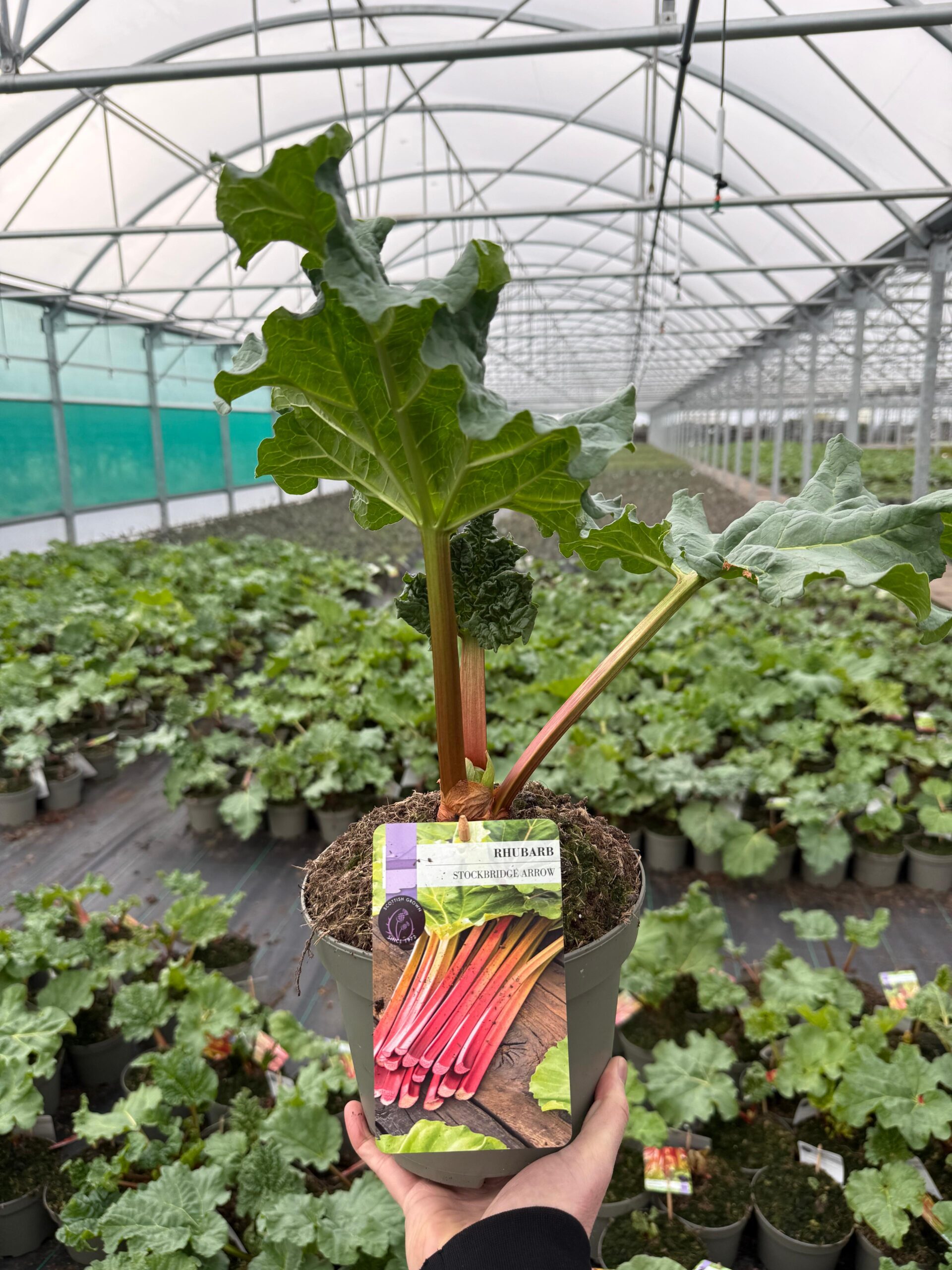 Picture of Rhubarb Stockbridge Arrow