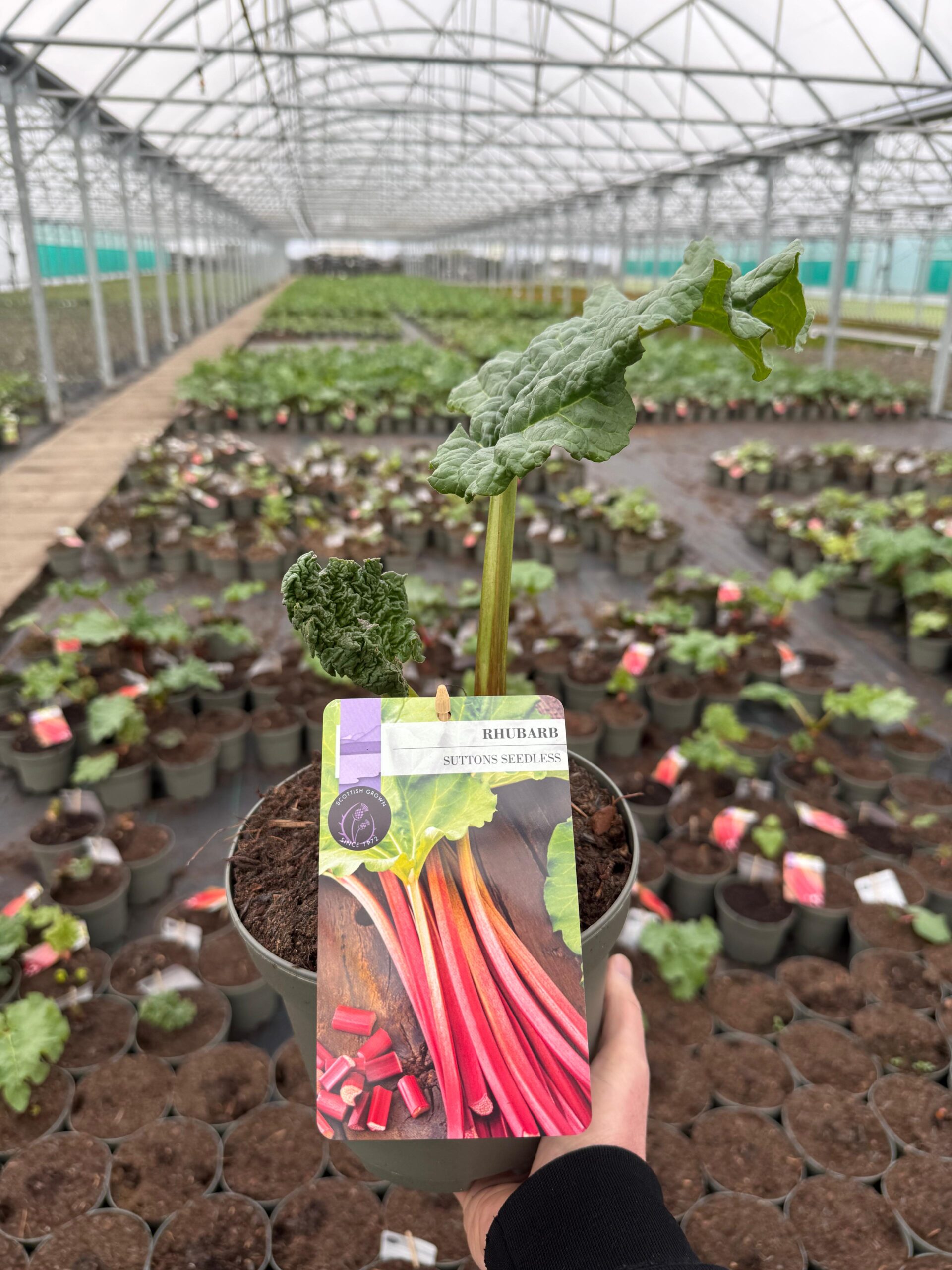 Picture of Rhubarb Suttons Seedless