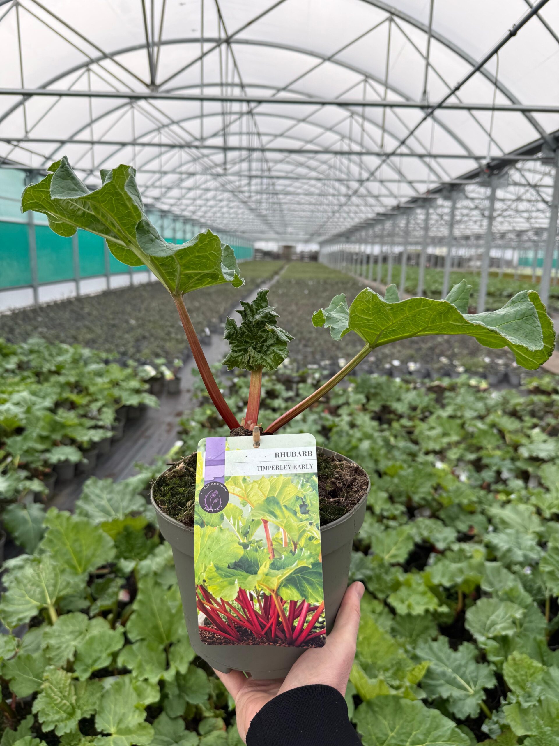 Picture of Rhubarb Timperley Early