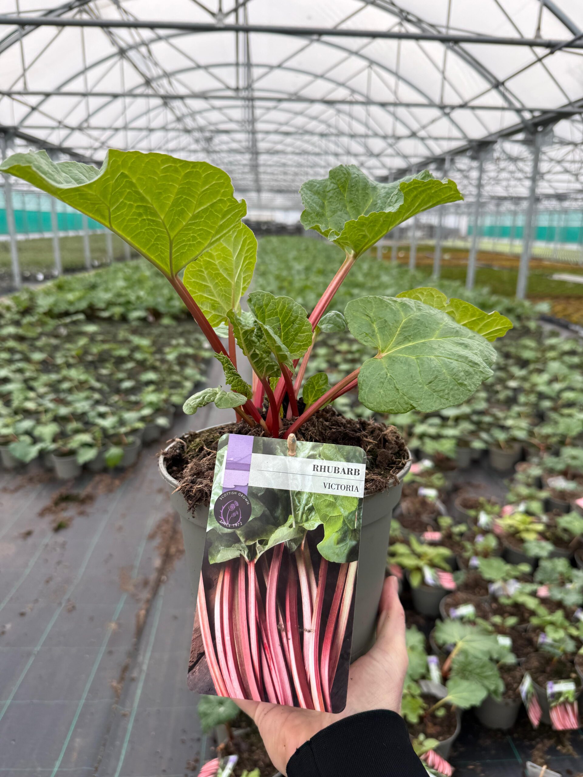Picture of Rhubarb Victoria