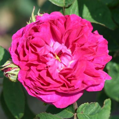 Picture of Shrub Rose De Rescht