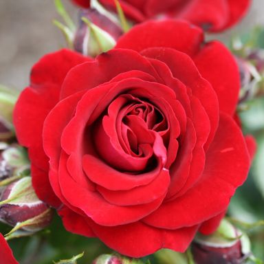 Picture of Patio Std Rose Ruby Romance