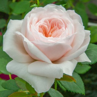 Picture of Climbing Rose Sabrina