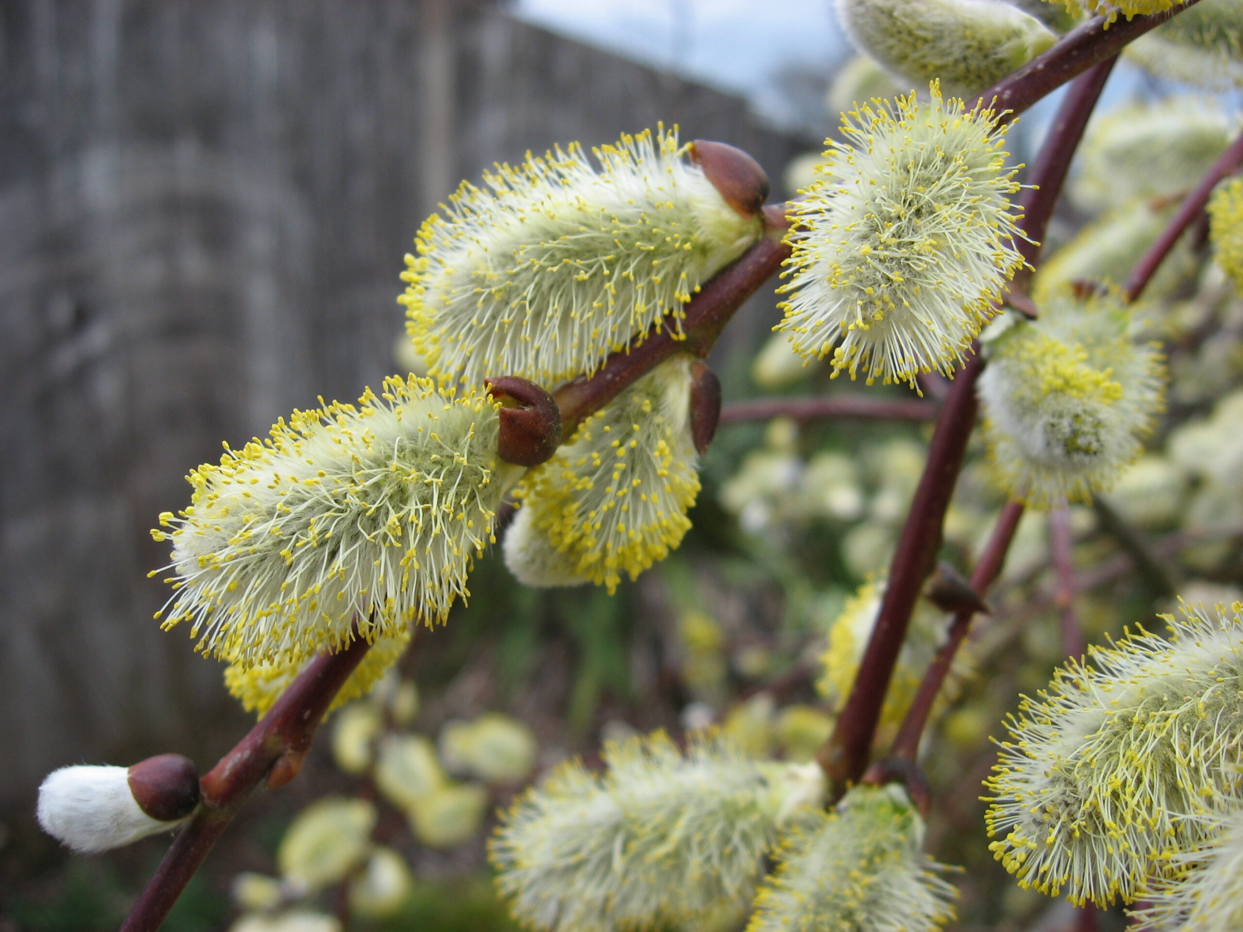 Picture of Salix caprea Pendula 120cm