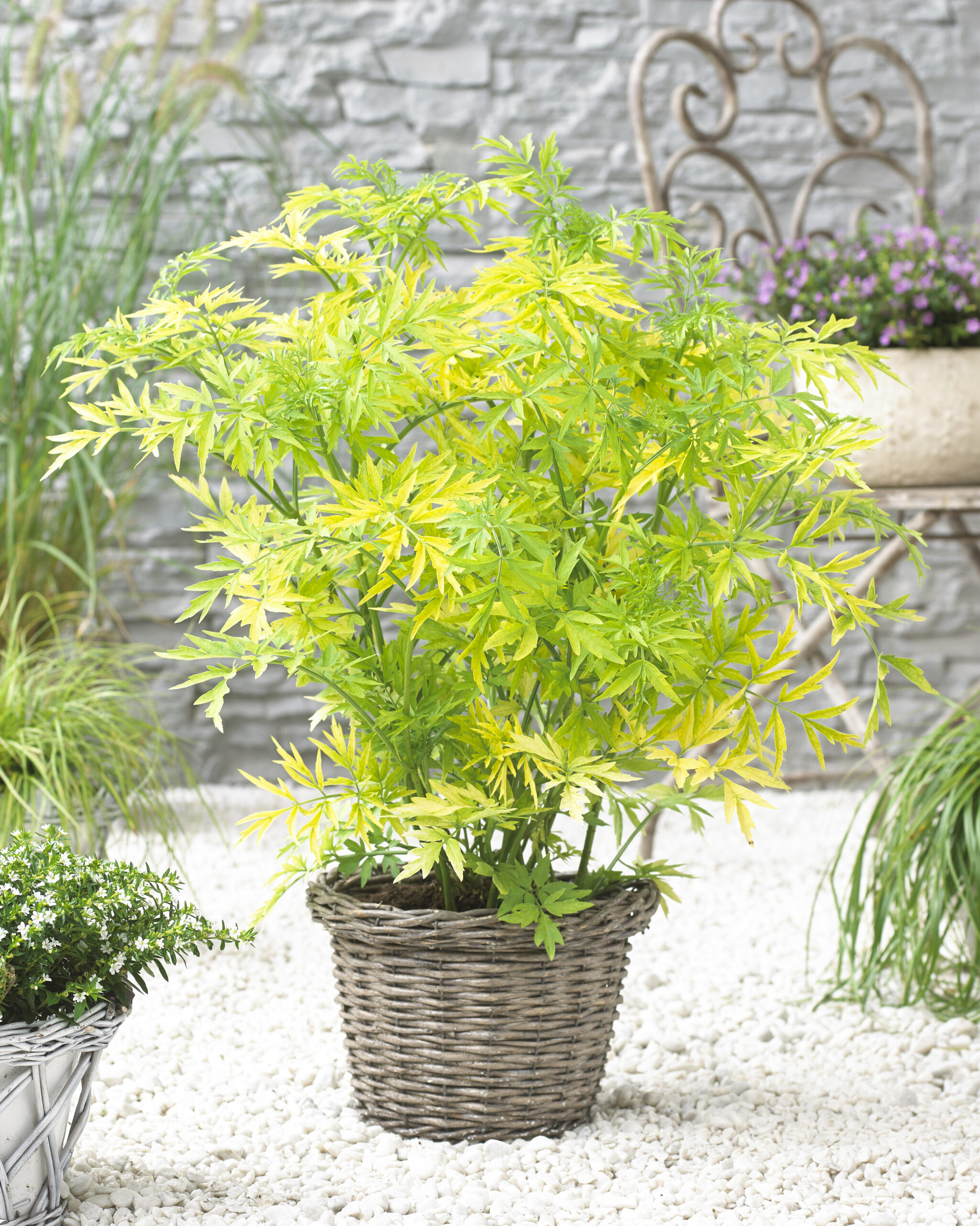 Picture of Sambucus nigra Golden Tower