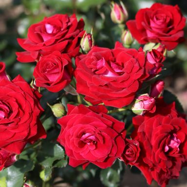 Picture of Patio Rose Scarlet Patio