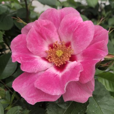 Picture of Bush Rose See You in Rose