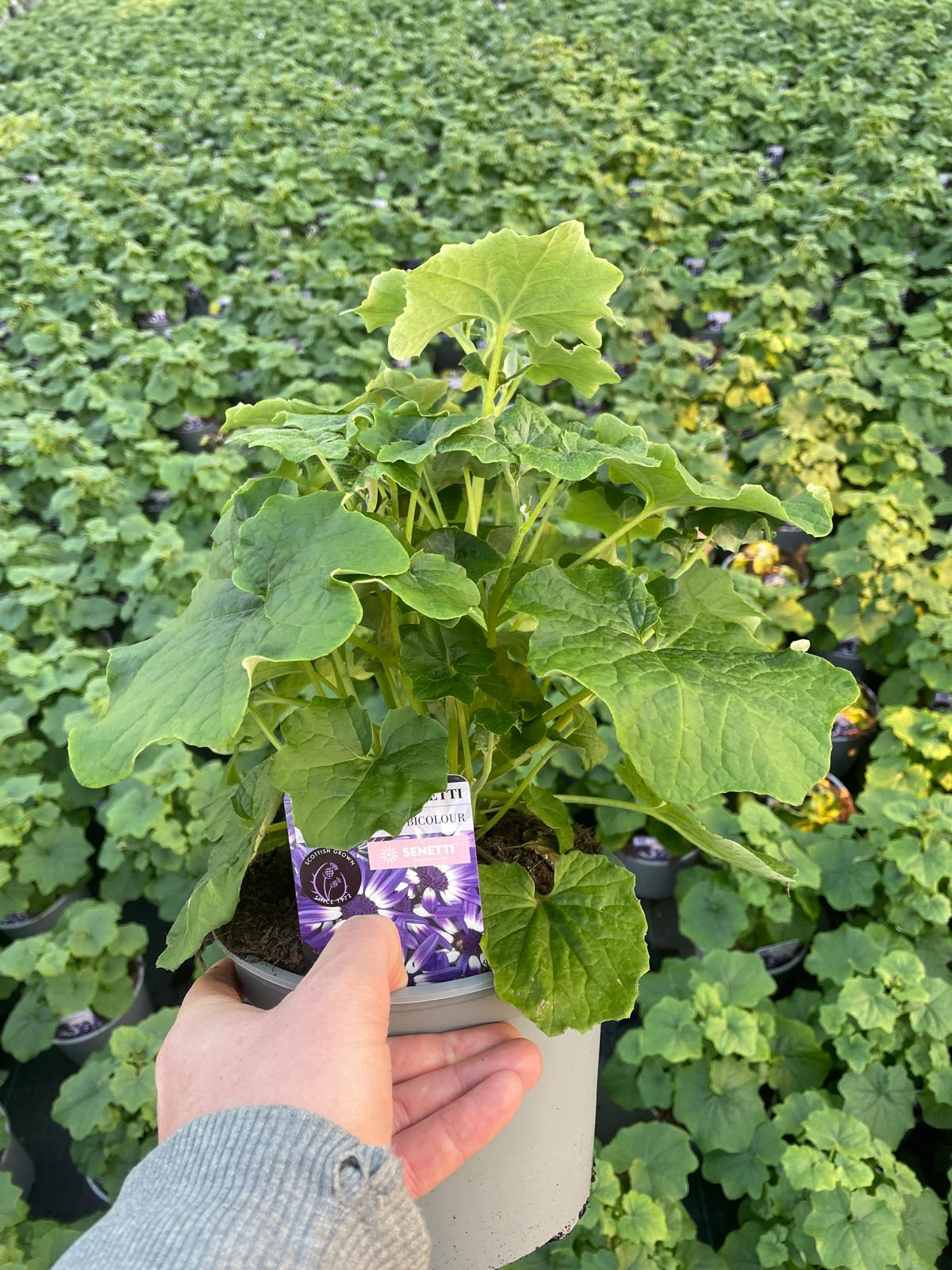 Picture of Senetti Blue Bicolour