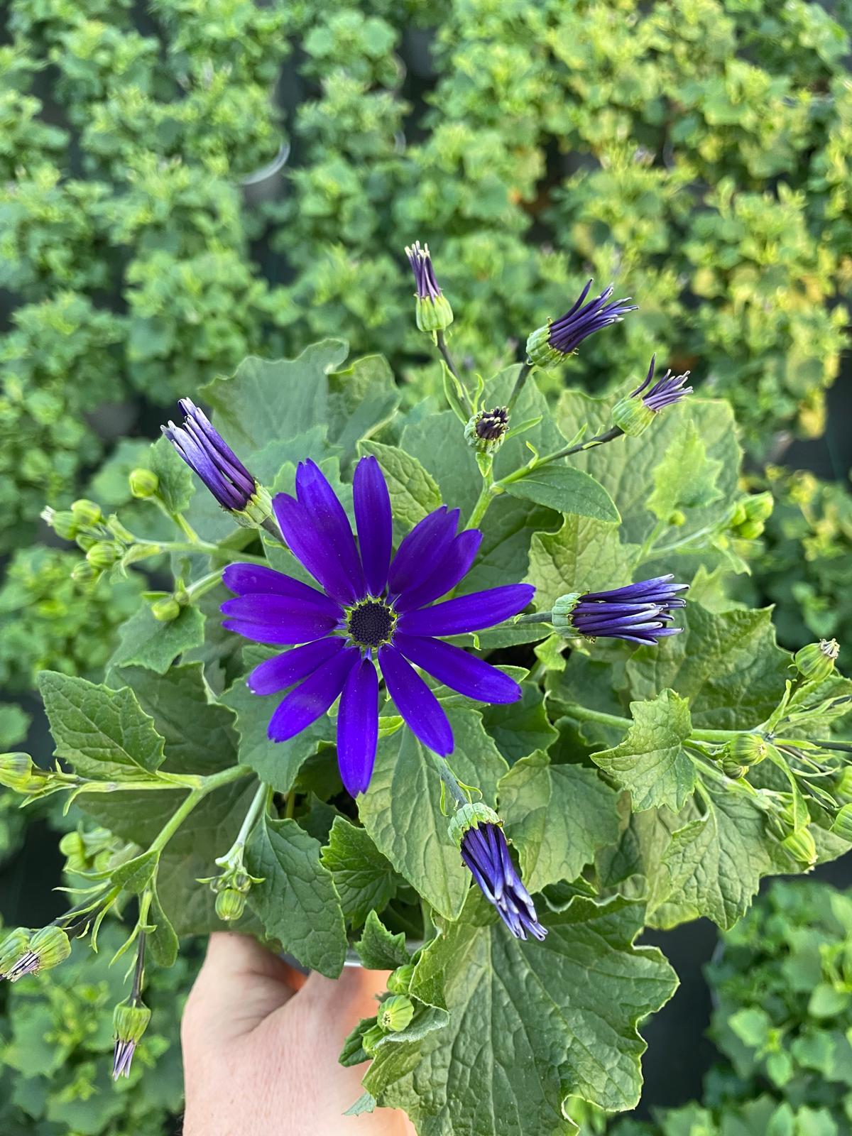 Picture of Senetti Deep Blue