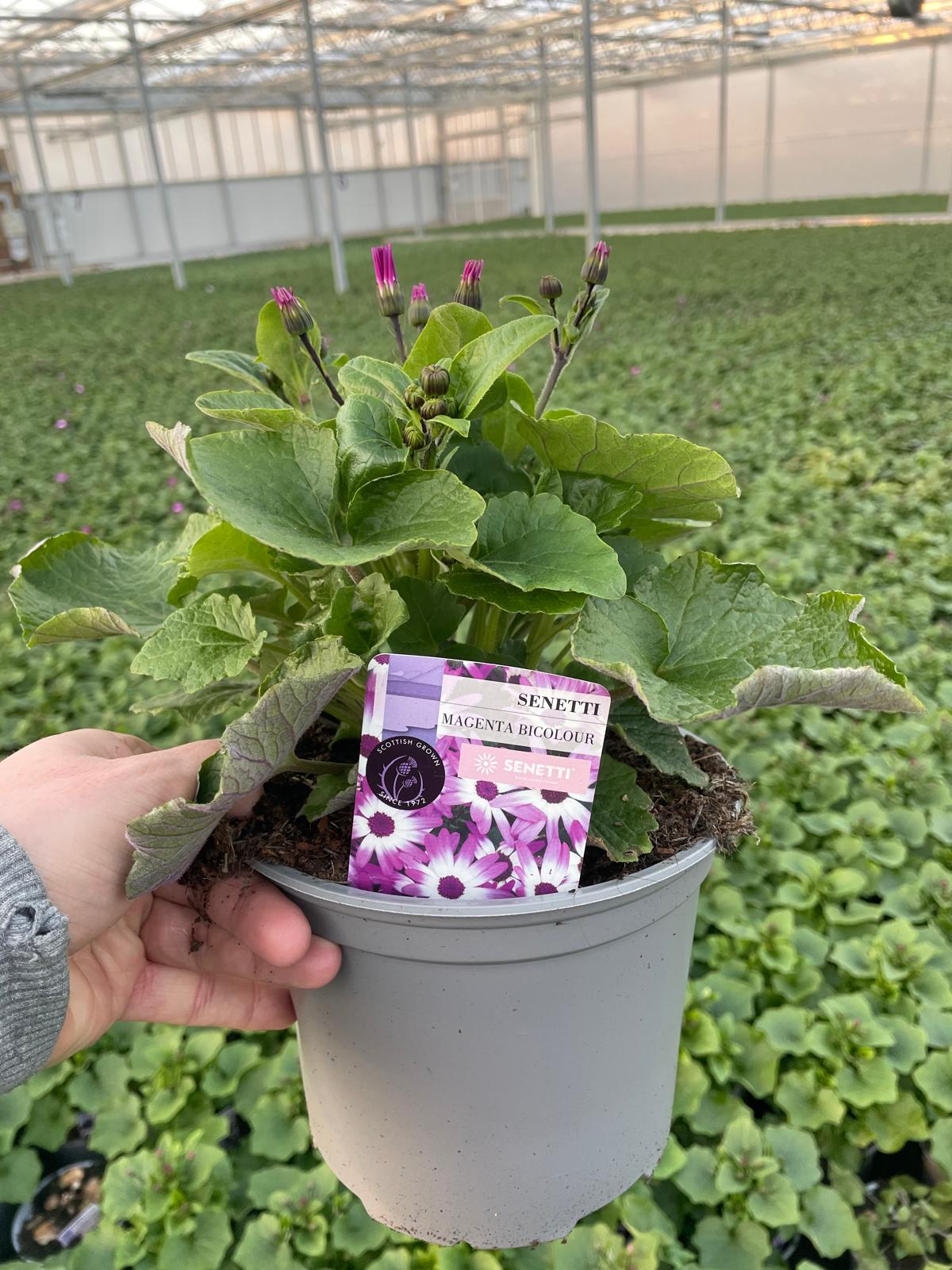 Picture of Senetti Magenta Bicolour