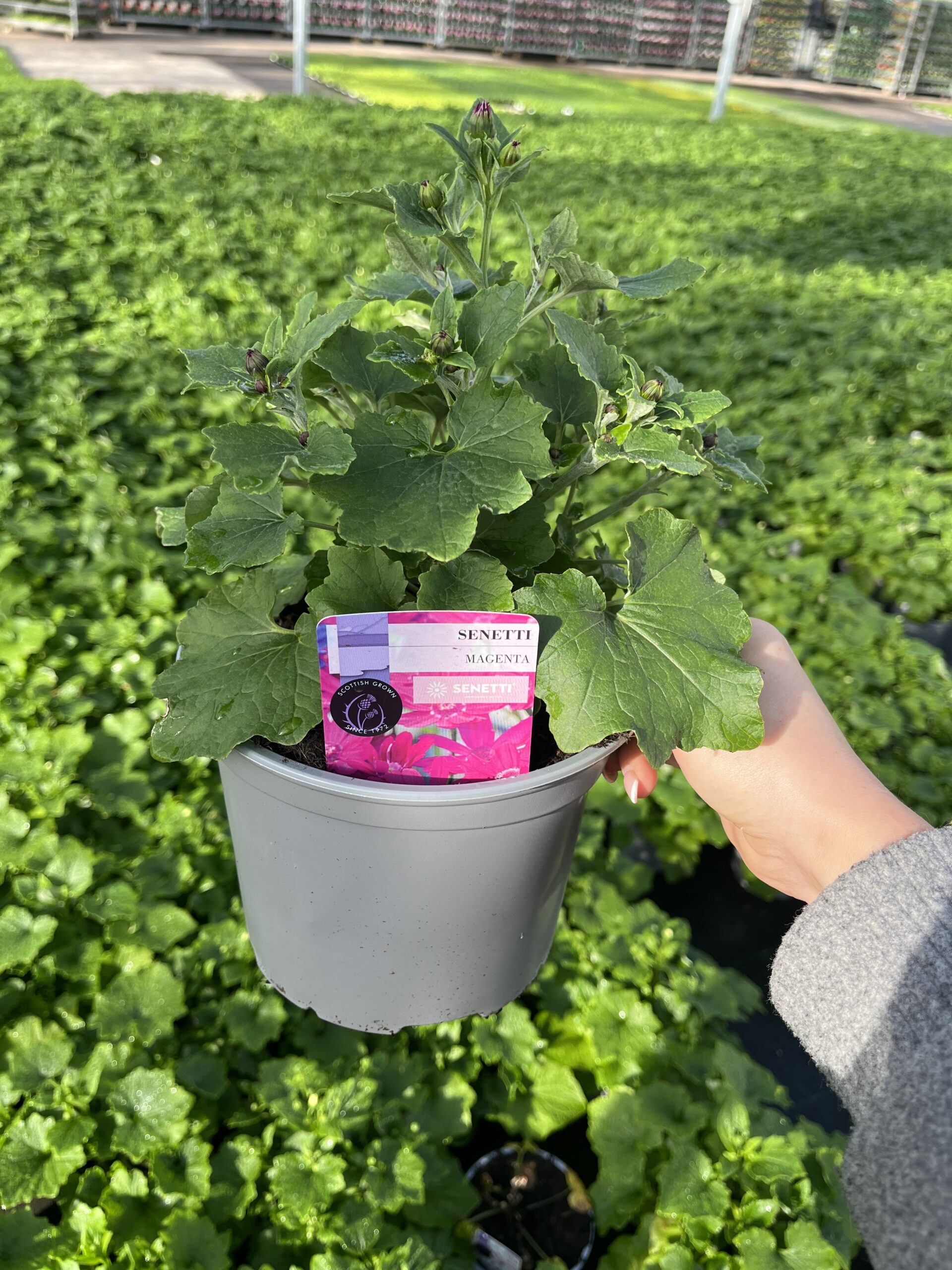 Picture of Senetti Magenta