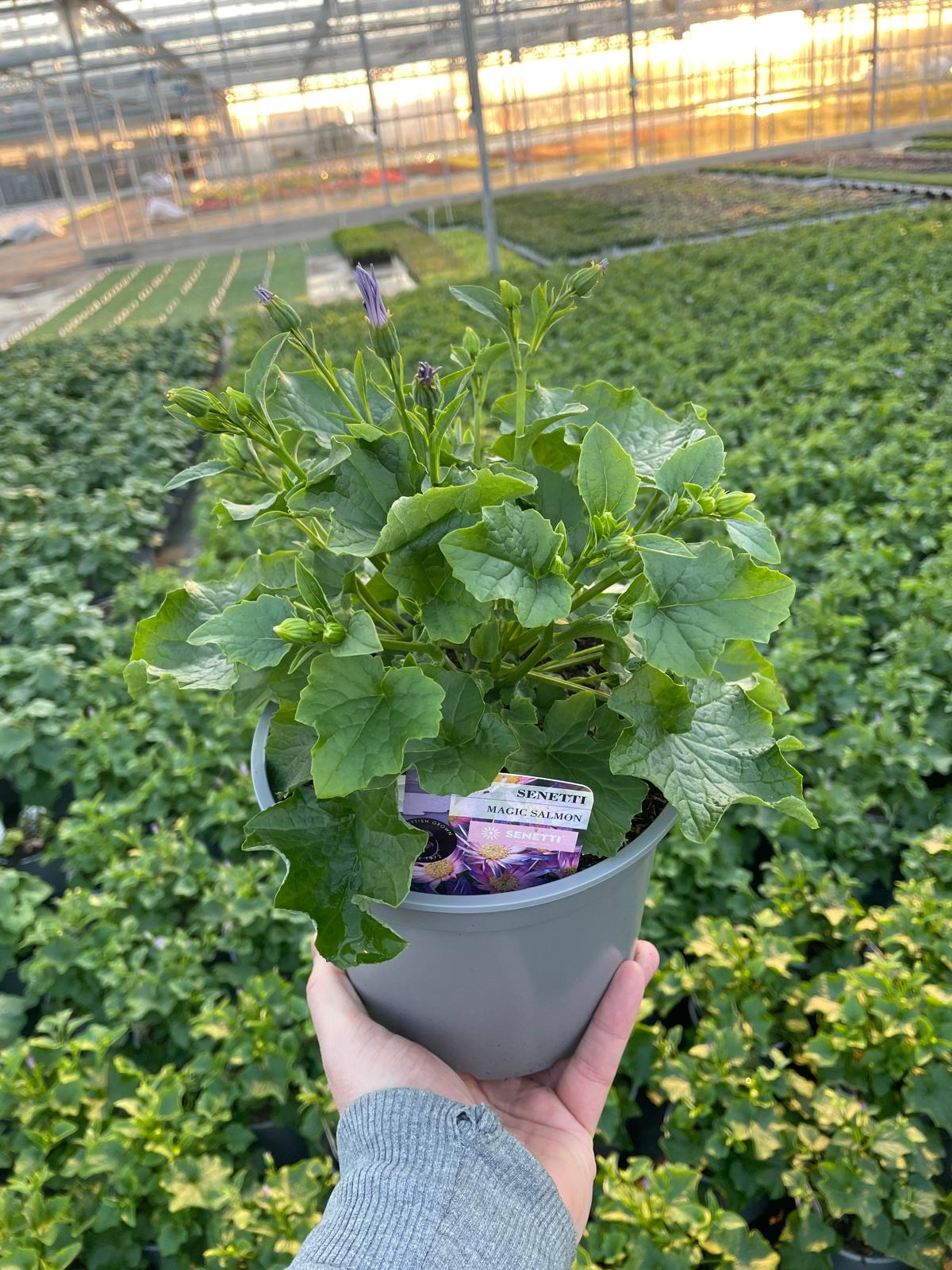 Picture of Senetti Magic Salmon