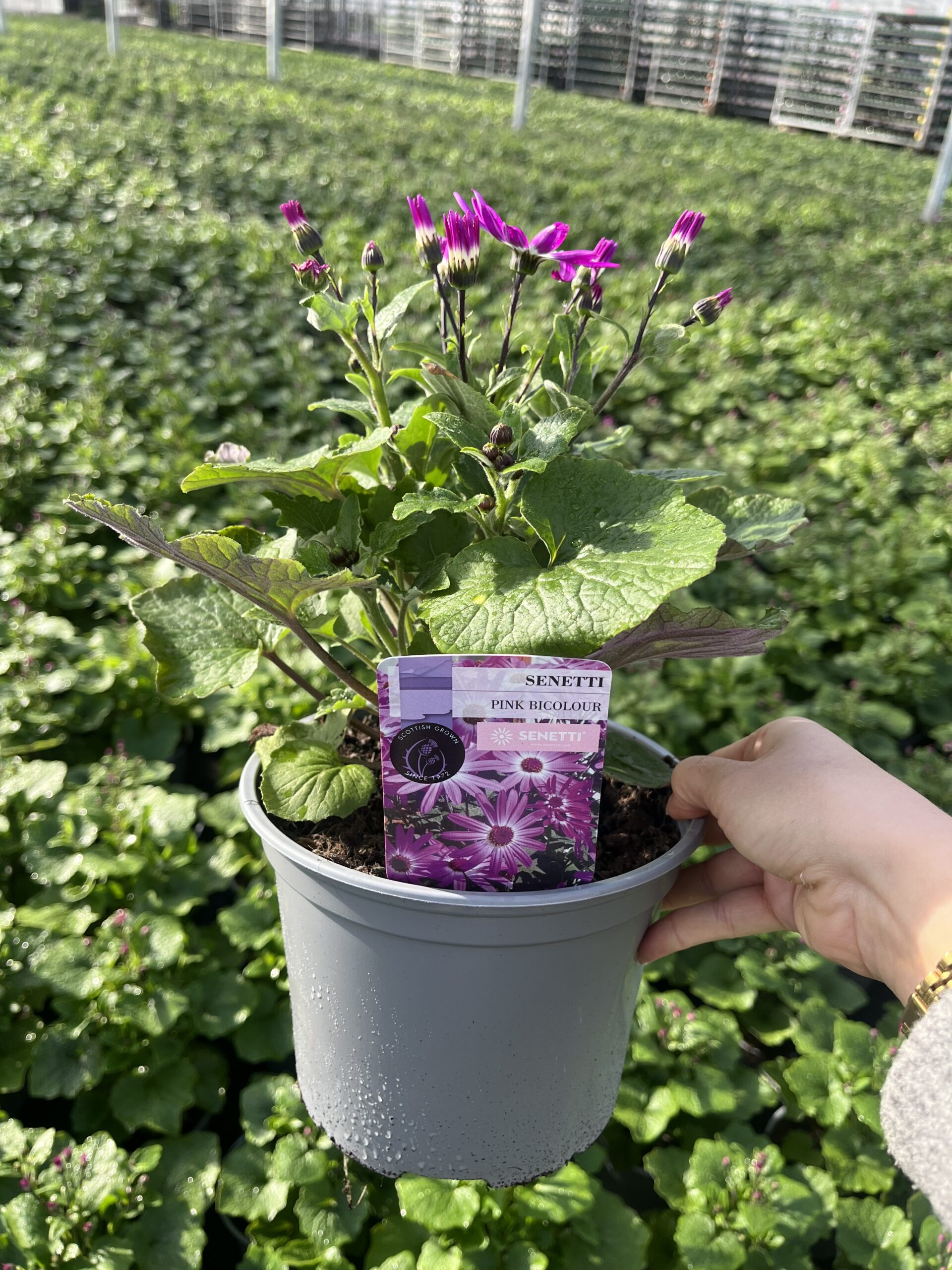 Picture of Senetti Pink Bicolour