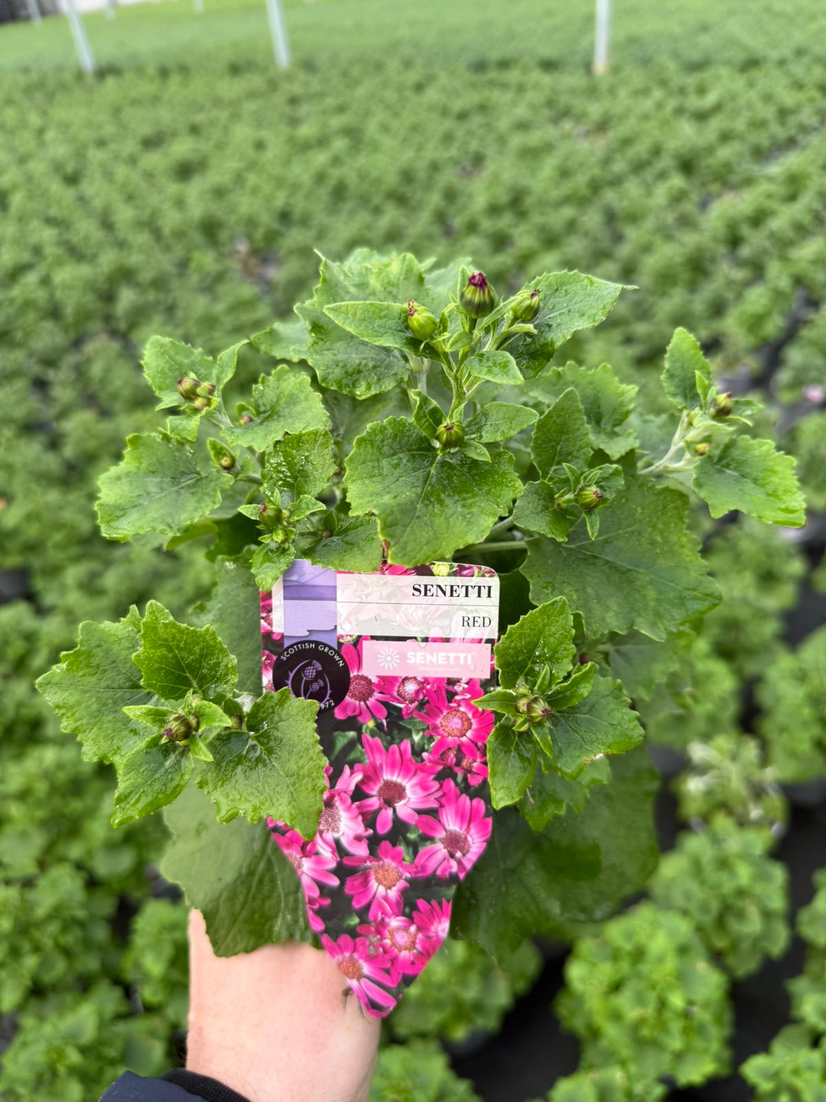 Picture of Senetti Red