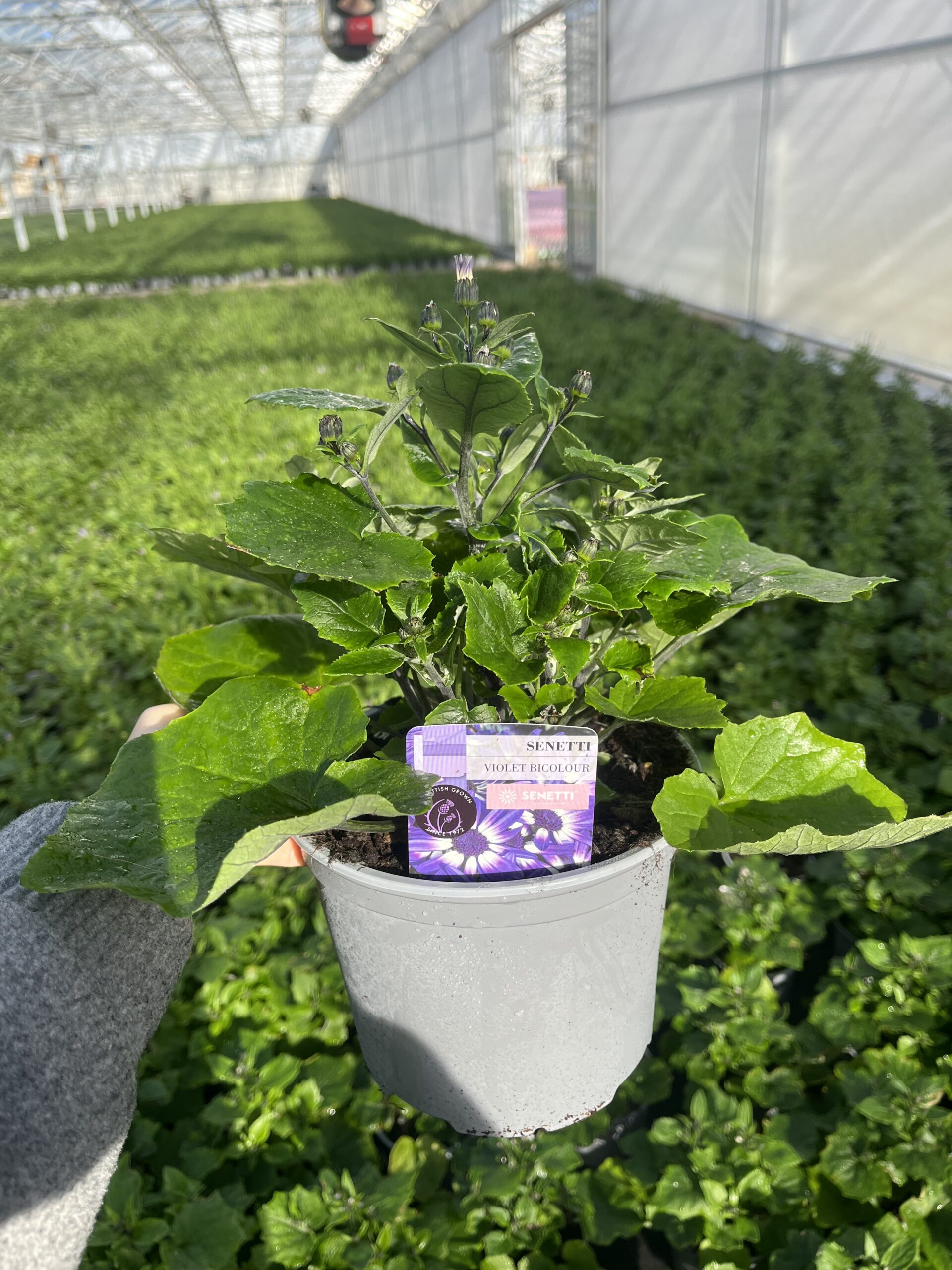 Picture of Senetti Violet Bicolour