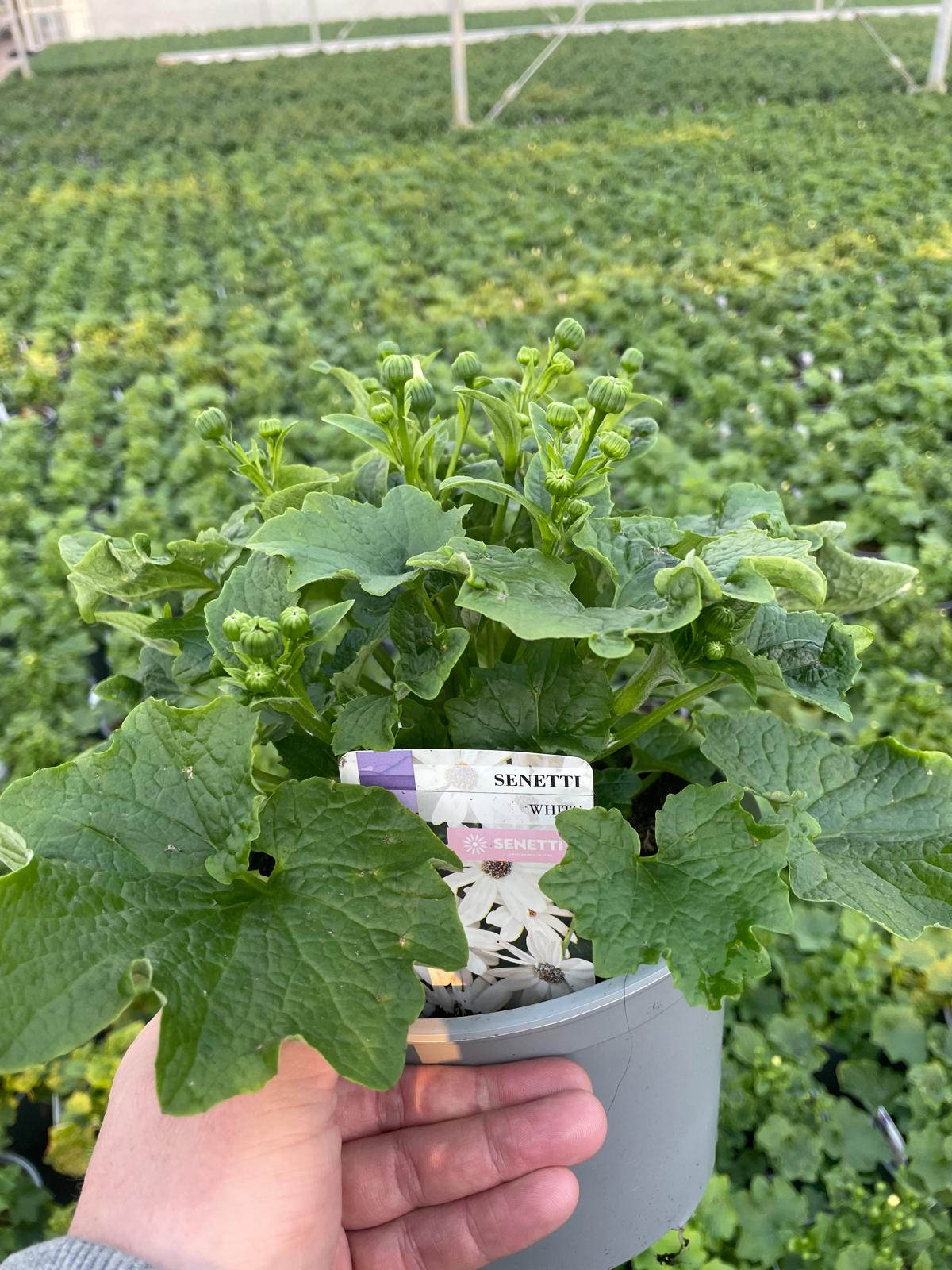 Picture of Senetti White