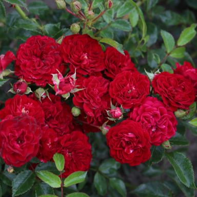 Picture of Climbing Rose Siluetta Crimson