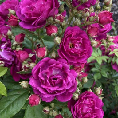 Picture of Climbing Rose Siluetta Purple