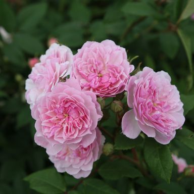 Picture of Rose Siluetta Romantic