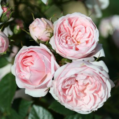 Picture of Patio Rose Silver Wishes